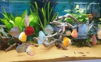 Ornamental fish Gottschalk freshwater and marine aquariums