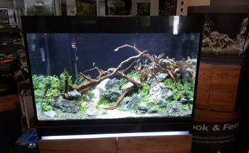 Ornamental fish Gottschalk freshwater and marine aquariums