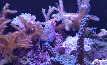 Ornamental fish Gottschalk freshwater and marine aquariums