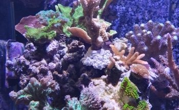 Ornamental fish Gottschalk freshwater and marine aquariums