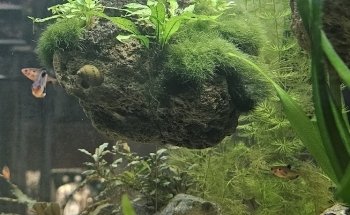Ornamental fish Gottschalk freshwater and marine aquariums