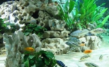 Ornamental fish Gottschalk freshwater and marine aquariums