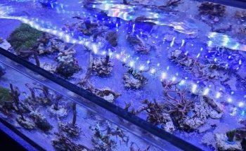 Ornamental fish Gottschalk freshwater and marine aquariums