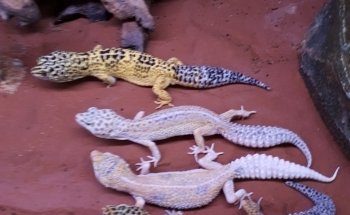 Terra-Tropic Zoo