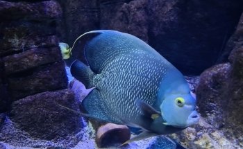 LEGOLAND ATLANTIS by SEA LIFE