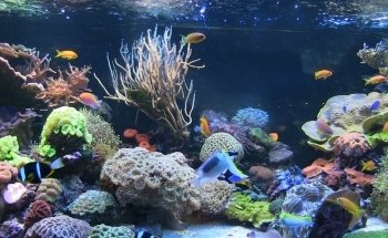 KN-Aquaristik Versandhandel GmbH