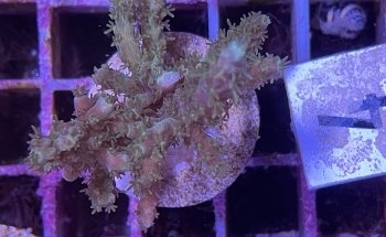 KN-Aquaristik Versandhandel GmbH