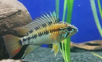 Zierfische Schlaak