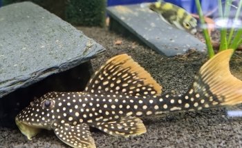 Zierfische Schlaak
