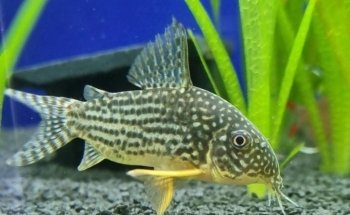 Zierfische Schlaak