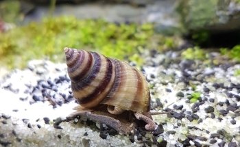 Zierfische Schlaak