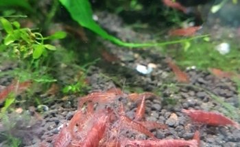 Zierfische Schlaak