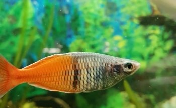 Zierfische Schlaak