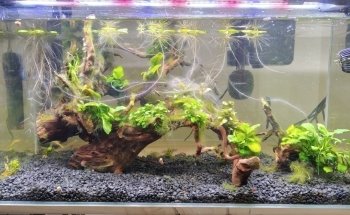 Tienda online de Acuarios Marinos y Agua Dulce .