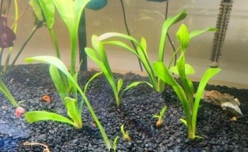 Tienda online de Acuarios Marinos y Agua Dulce .