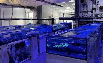 PlanktonPlus Aquaristik