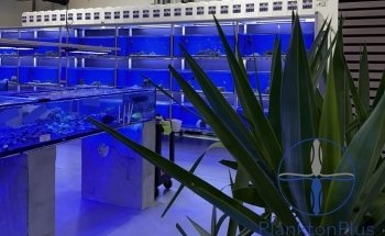 PlanktonPlus Aquaristik
