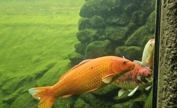 NaturaGart Aquarium