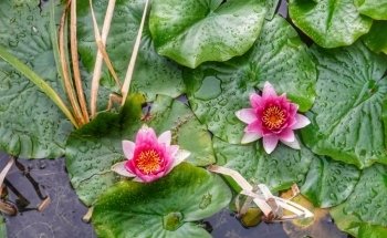 NaturaGart Aquarium