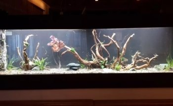 Aqua-Tropica