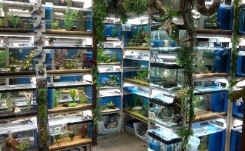 Aqua-Tropica