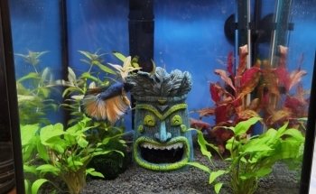 Aqua-Tropica