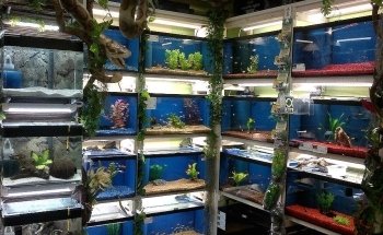Aqua-Tropica