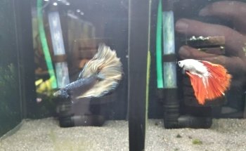 Fishtopia