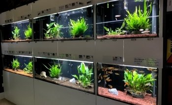 Fishtopia