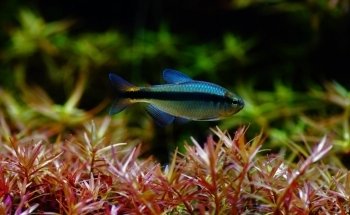 Fishtopia