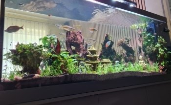 Fishtopia