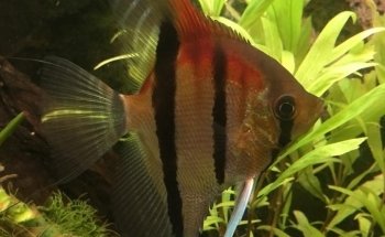 Fishtopia