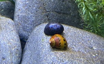 Fishtopia