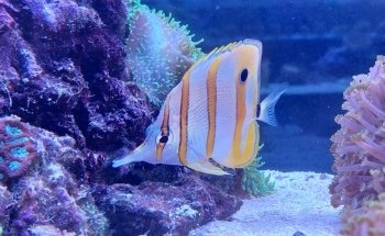 Fish and More The aquaristic and pond Specialists
