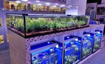 Fish and More The aquaristic and pond Specialists