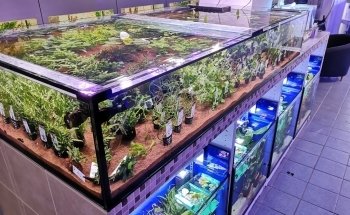 Fish and More The aquaristic and pond Specialists