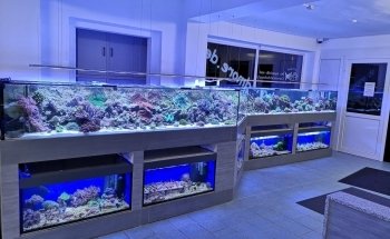 Fish and More The aquaristic and pond Specialists