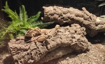 Zoo Market Becke