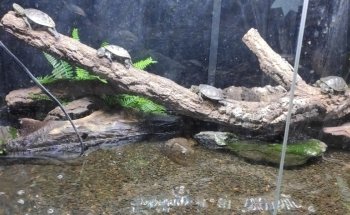 Zoo Market Becke