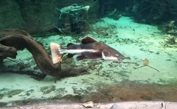 Aquarium