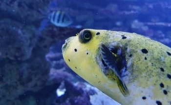 Aquarium