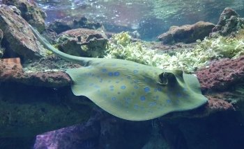 Aquarium