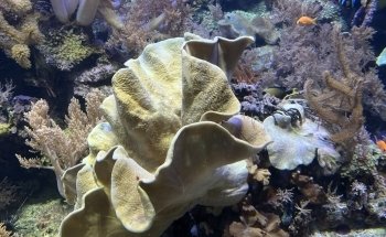 Aquarium