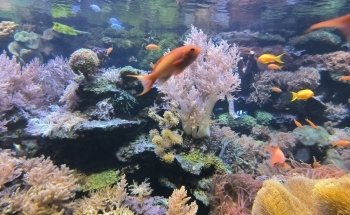 Aquarium