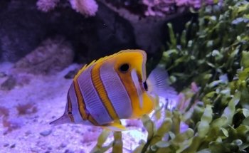 Aquarium