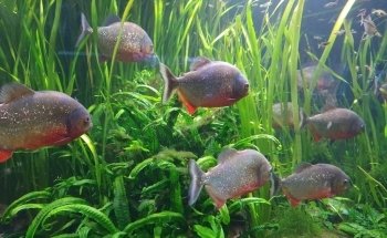 Aquarium