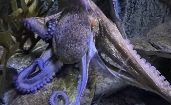 Aquarium