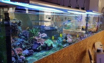 Fauna Marin GmbH * Extreme Corals