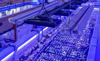Fauna Marin GmbH * Extreme Corals