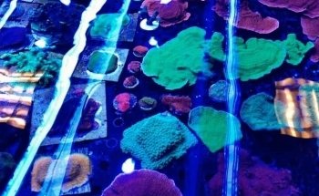 Fauna Marin GmbH * Extreme Corals